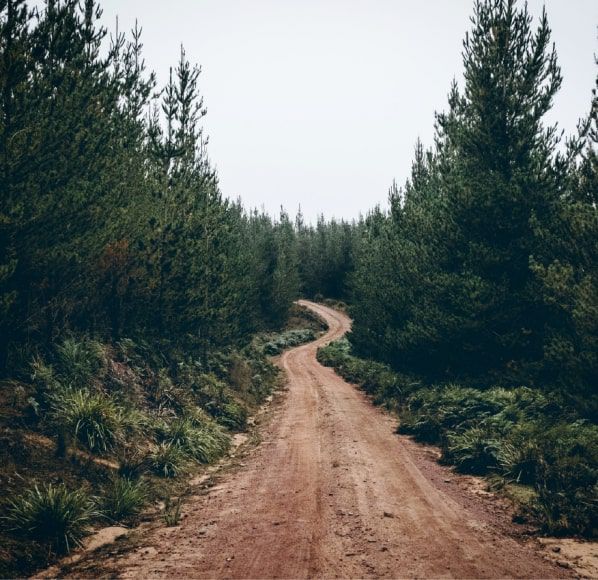 Fiscaliza&ccedil;&atilde;o da gest&atilde;o de combust&iacute;vel florestal 